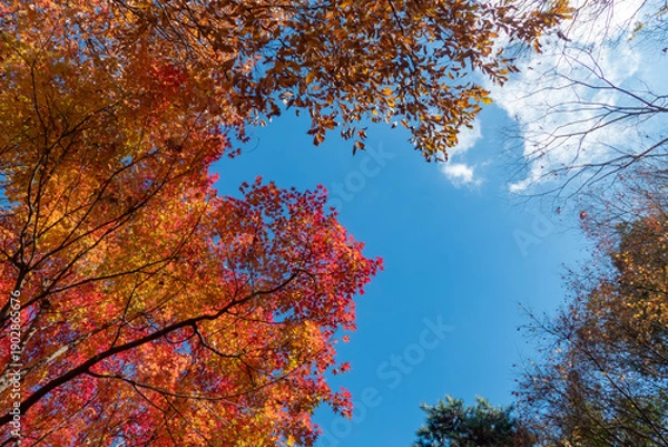 Obraz 秋の晴れた日の公園　青空に映える美しい紅葉　滋賀県大津市びわこ文化公園　
