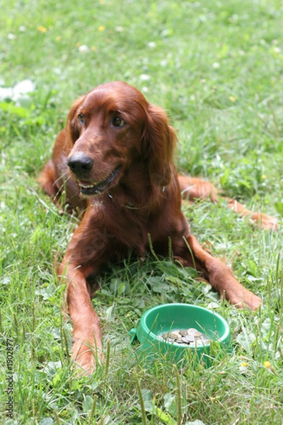 Obraz setter (dog) with money