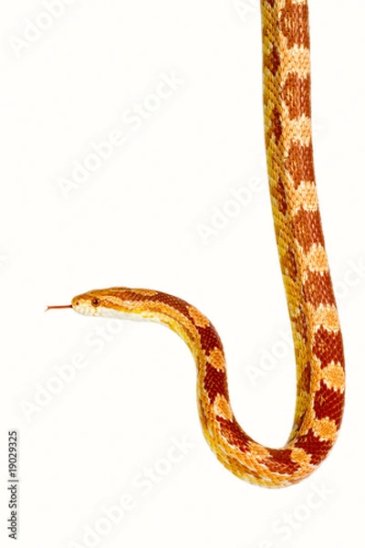 Fototapeta Corn snake