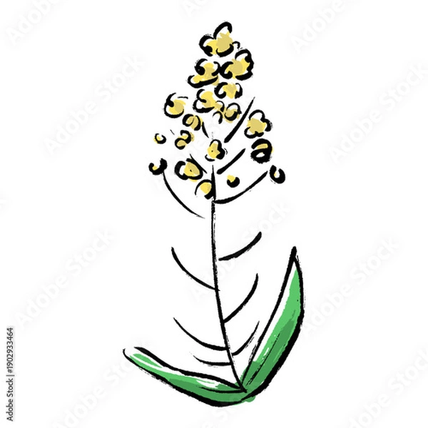 Obraz 菜の花の筆描きイラスト