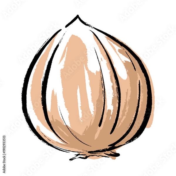Obraz 筆タッチの玉ねぎ素材