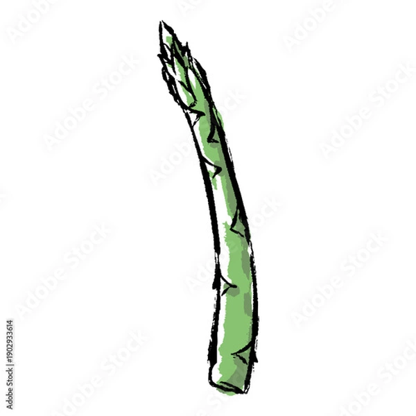 Obraz 新鮮なアスパラガスの手描きイラスト