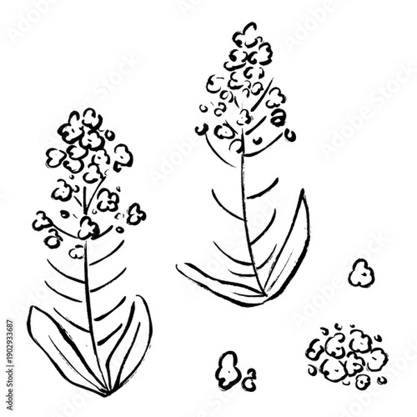 Obraz 菜の花の手書きイラスト素材