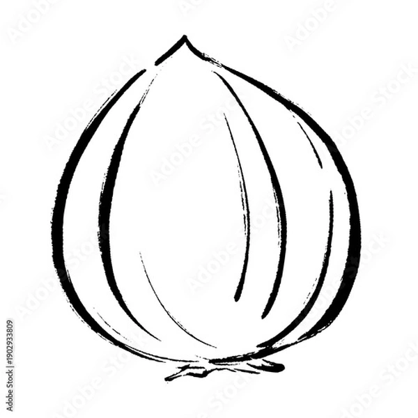 Obraz 手描きの玉ねぎイラスト
