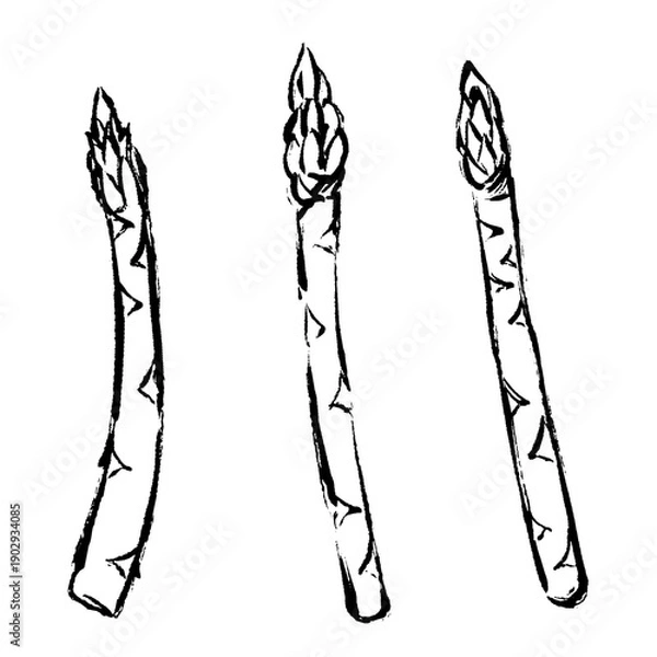 Obraz アスパラガスの手描きカット