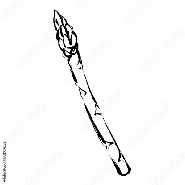 Obraz 手描きアスパラガスのイラスト