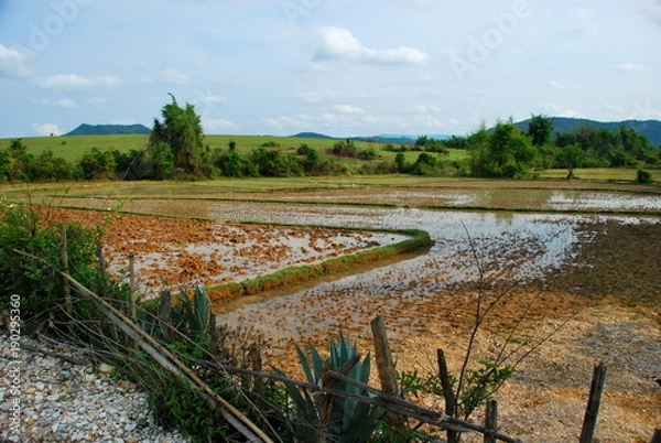 Obraz Rice paddy fields near the Plain of Jars archaeological site. The fields conceal a hidden danger from unexploded bombs from the Vietnam War which still kill and injure many to this day.