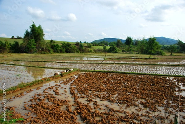Obraz Rice paddy fields near the Plain of Jars archaeological site. The fields conceal a hidden danger from unexploded bombs from the Vietnam War which still kill and injure many to this day.