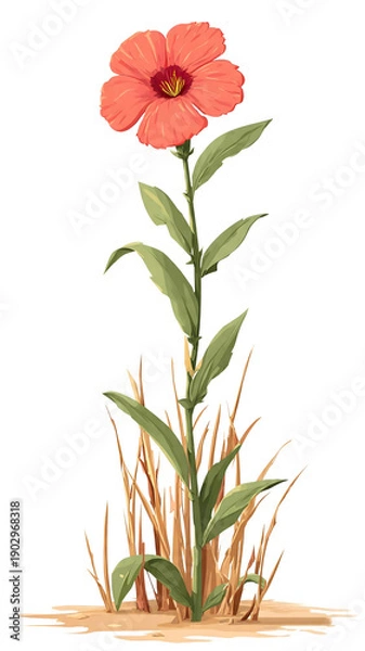 Obraz red flower isolated on white