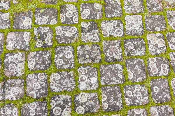 Fototapeta Flechten auf Pflastersteinen