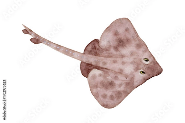 Obraz ザラカスベ　エイ　深海生物　水彩 イラスト