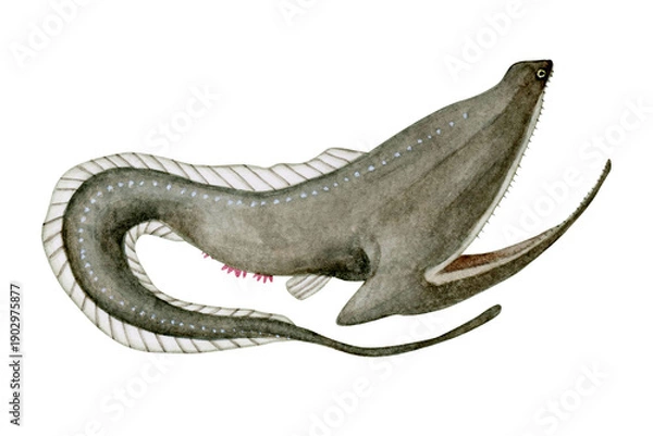 Obraz フクロウナギ　深海生物　水彩 イラスト