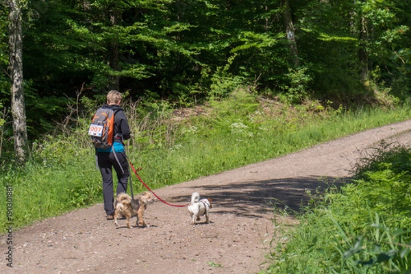 Obraz orientation march in the forest with the dogs