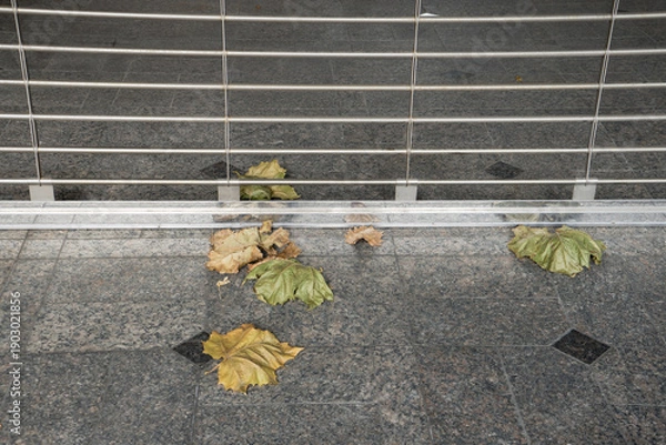 Obraz シャッターの前の落ち葉