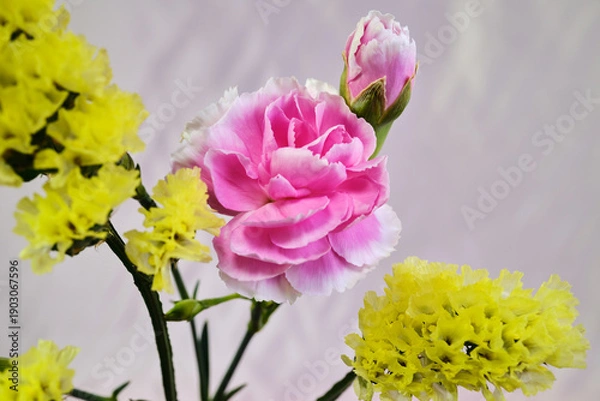 Obraz ピンクのカーネーションと黄色のスターチス