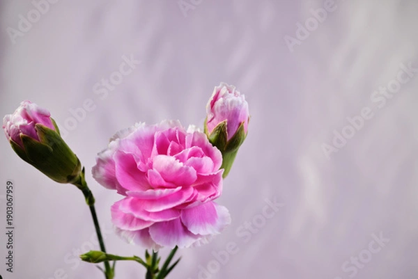 Obraz 綺麗なピンクのカーネーション