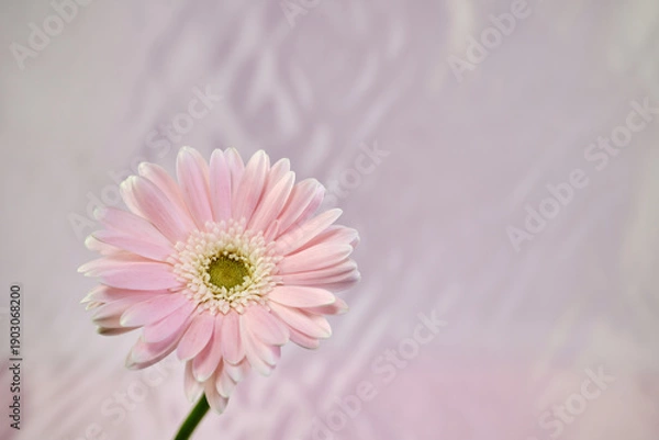 Obraz 綺麗なピンクのガーベラの花