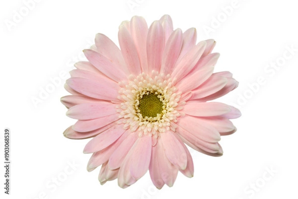 Obraz 綺麗なピンクのガーベラの切り抜き素材