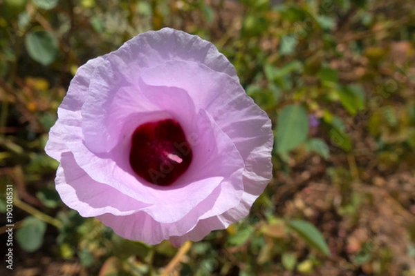 Fototapeta Close-up of Sturts Desert Rose on Anzac Hill above Alice Springs