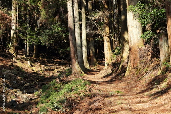 Obraz 陽の光が注ぐ大木に囲まれた登山道