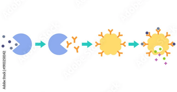 Obraz アレルギー発症のしくみ　花粉症のメカニズム