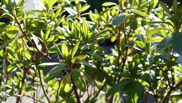 Obraz 日差しを浴びる石楠花の葉