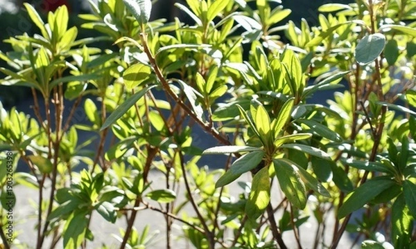 Obraz 日差しを浴びる石楠花の葉