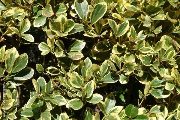 Obraz フクリンマサキの葉　背景素材