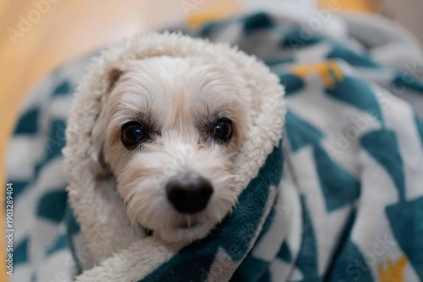 Obraz 冬の室内でブランケットに包まれる可愛いマルプー（マルチーズ×トイプードル）