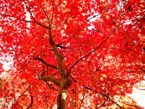 Obraz 紅葉したカエデの木