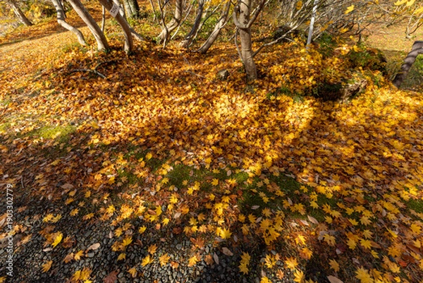 Obraz 佐渡の紅葉山公園