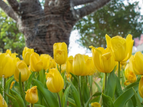 Obraz Yellow tulip garden on blur background