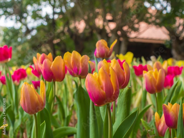 Obraz Beautiful tulip garden on blur background