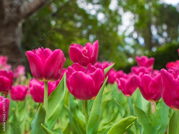 Obraz Pink tulip garden on blur background