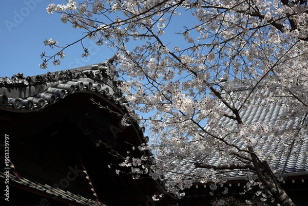 Obraz 寺院の境内の桜　