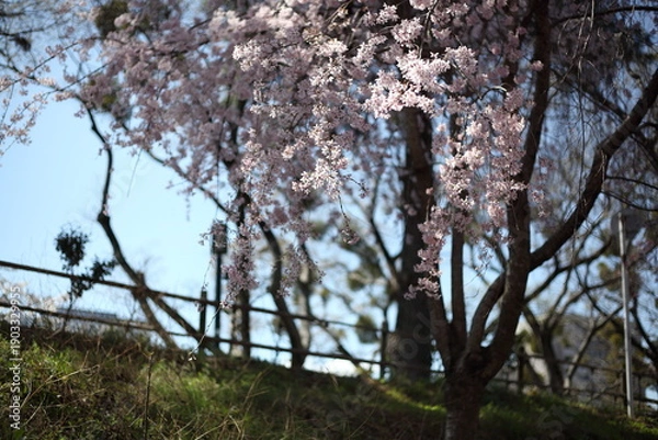 Obraz 寺院の境内の桜