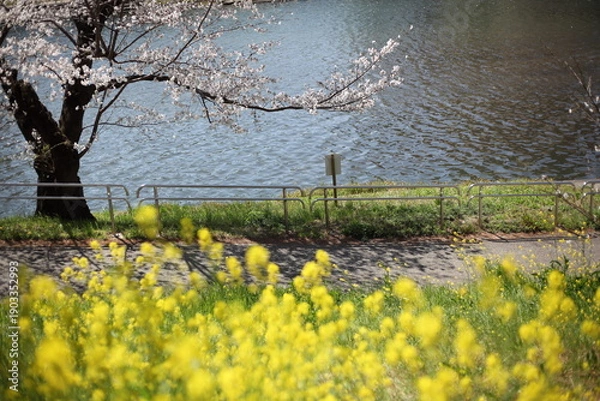 Obraz 河畔のセイヨウカラシナとサクラ