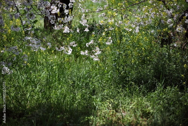 Obraz 川沿いの土手のセイヨウカラシナとサクラ