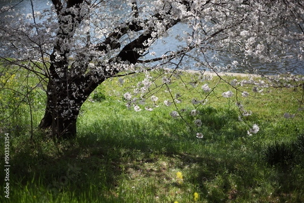 Obraz 河畔の桜　