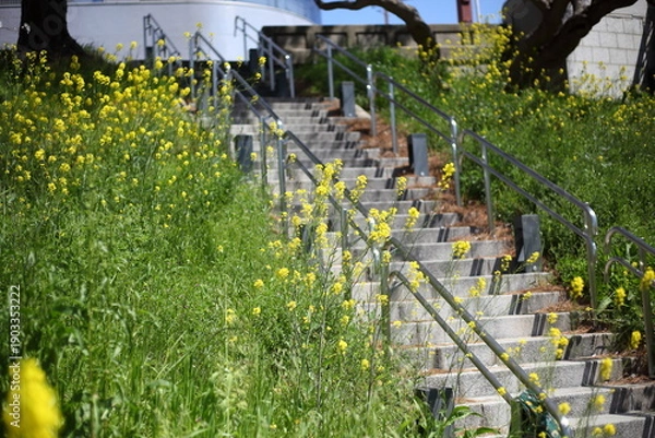 Obraz 川沿いの土手のセイヨウカラシナと階段