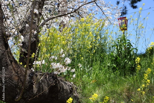 Obraz 川沿いの土手のセイヨウカラシナとサクラ