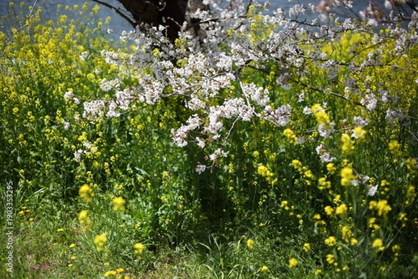 Obraz 川沿いの土手のセイヨウカラシナとサクラ