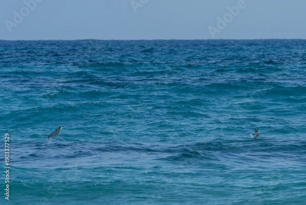 Obraz 鰡 ぼら ボラ 汽水域 魚 釣り