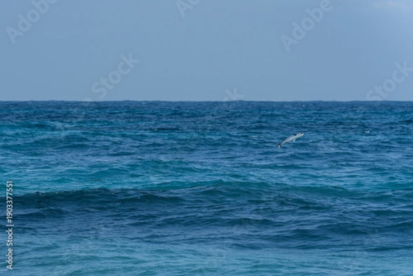 Obraz 鰡 ぼら ボラ 汽水域 魚 釣り
