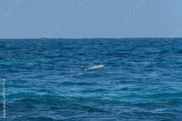 Obraz 鰡 ぼら ボラ 汽水域 魚 釣り