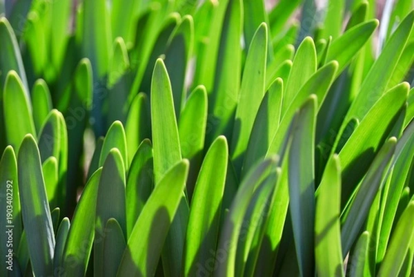 Obraz スイセンの葉