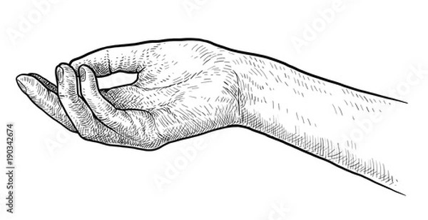 Fototapeta Dłoń w górę ilustracja, rysunek, grawerowanie, atrament, grafika liniowa, wektor