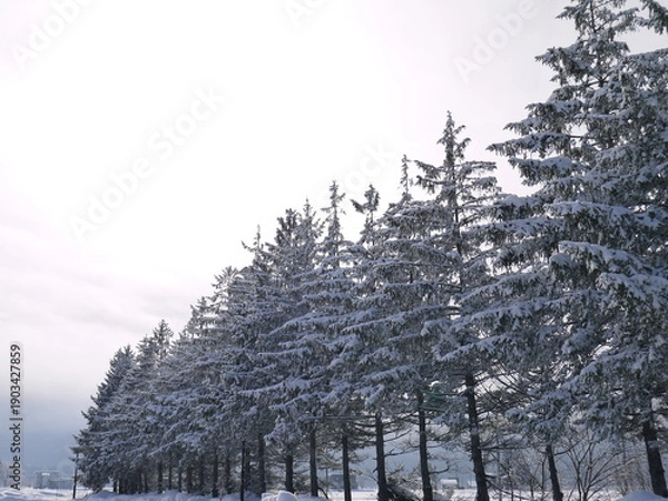 Fototapeta 雪化粧した杉の木