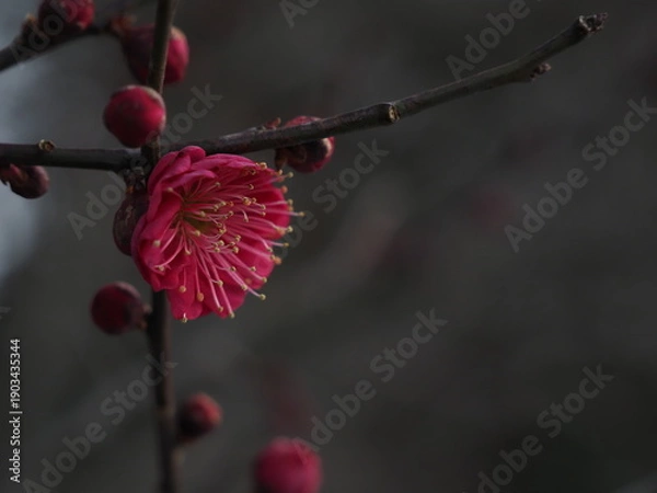 Obraz 一輪だけ咲いた紅梅