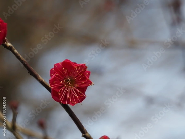 Obraz 一輪だけ咲いた紅梅